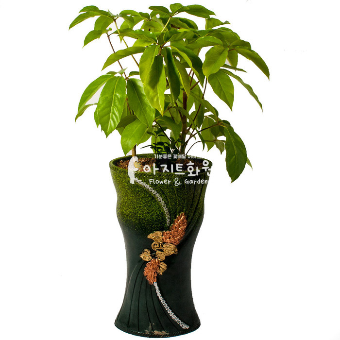상세이미지