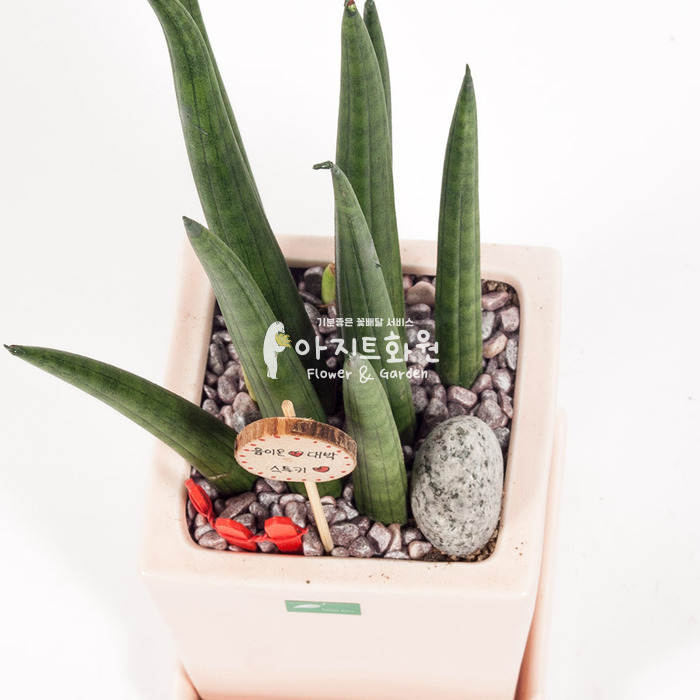 상세이미지