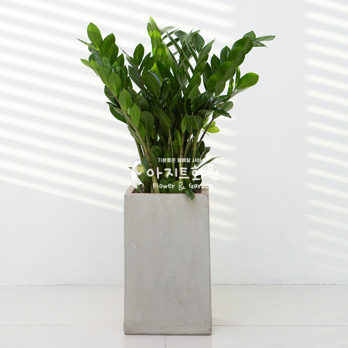 상세이미지