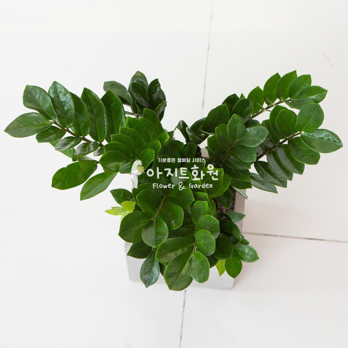 상세이미지