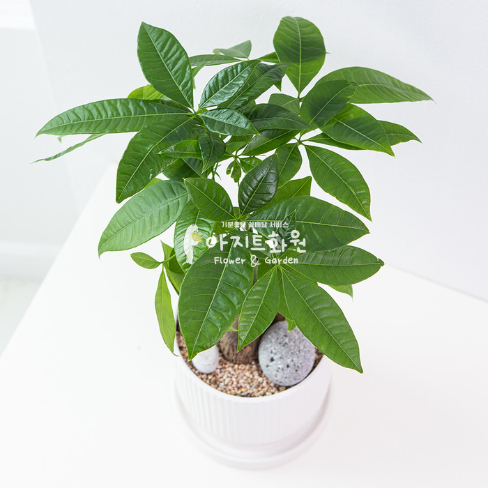상세이미지
