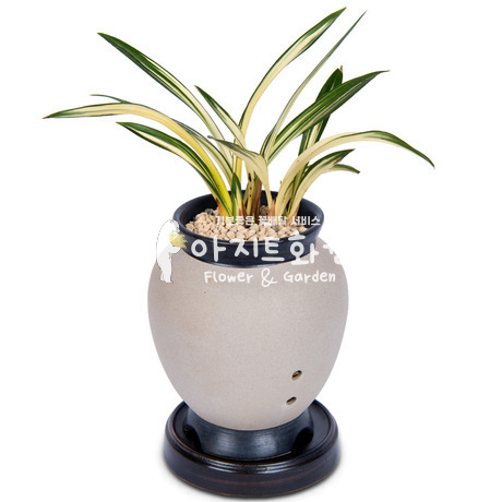 황금일향금-VIP