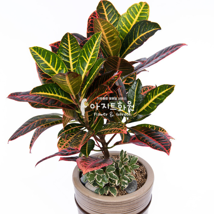 상세이미지