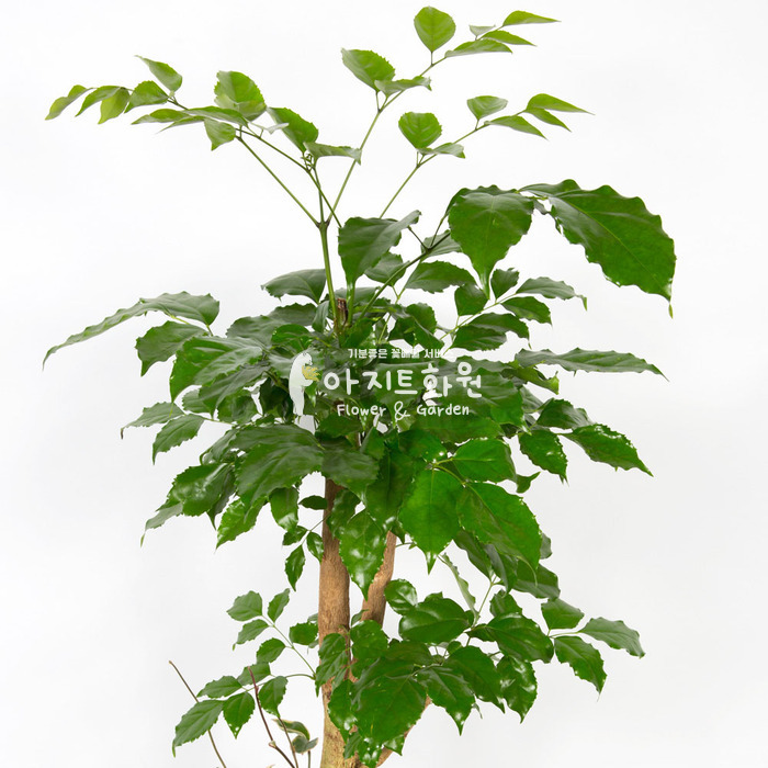 상세이미지