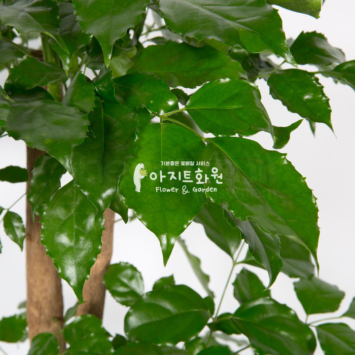 상세이미지