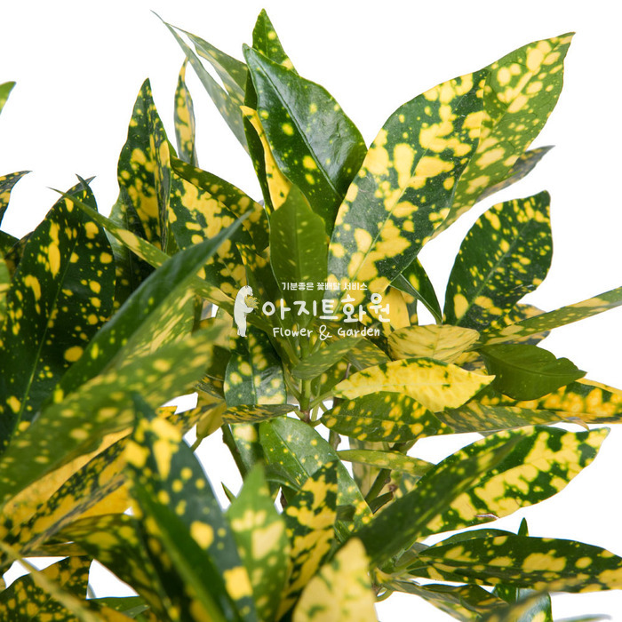 상세이미지