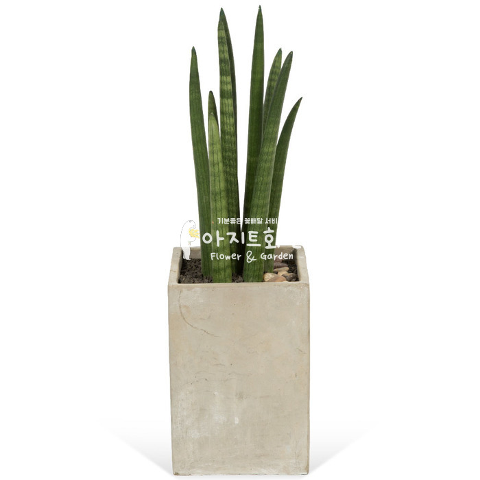 상세이미지
