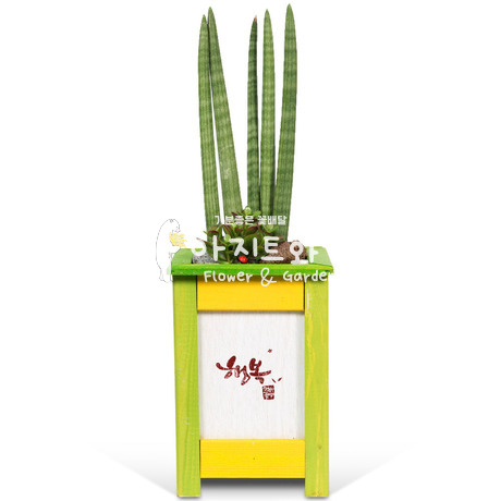 고급 공기정화식물 스투키(높이 약70cm내외)