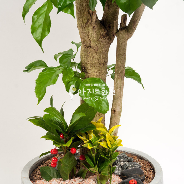 상세이미지