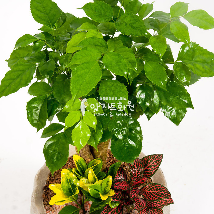 상세이미지