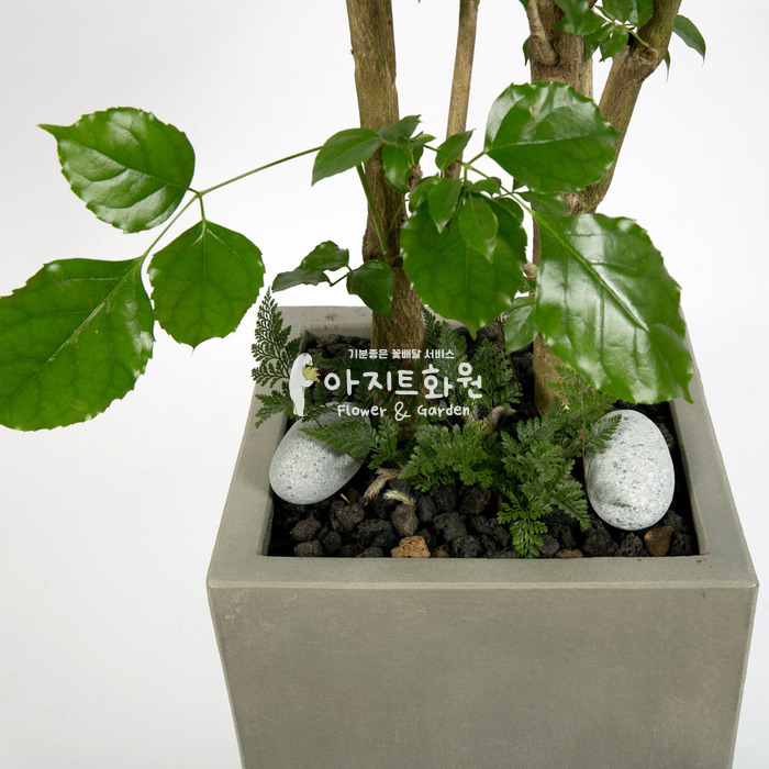 상세이미지