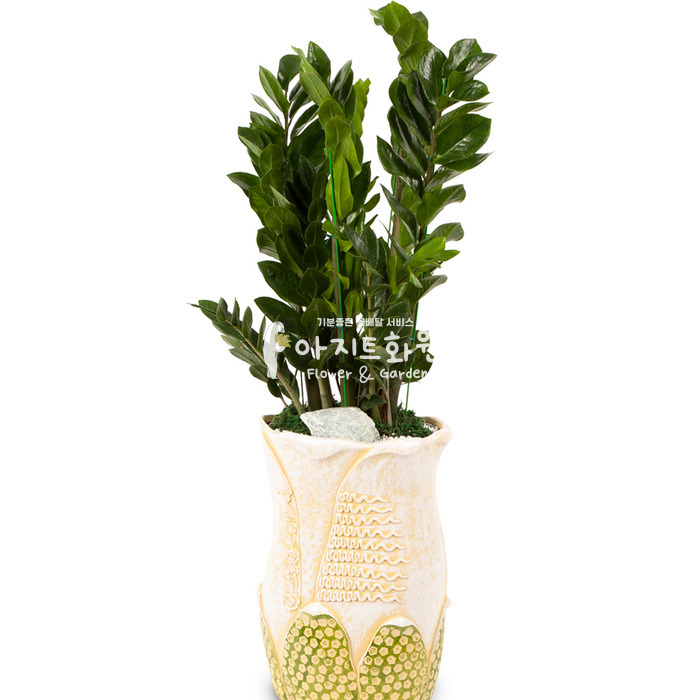 상세이미지