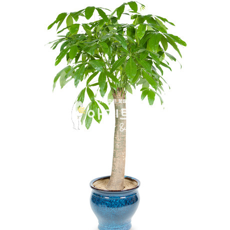 사기화분파키라 552h