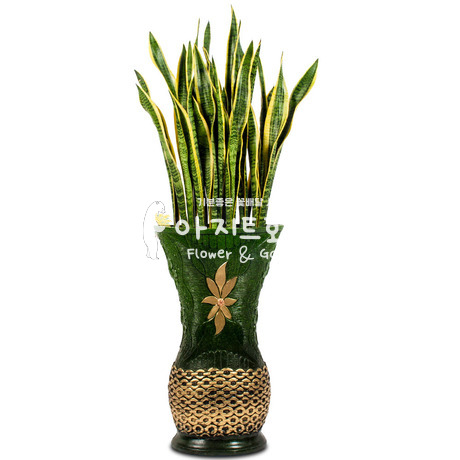산세베리아