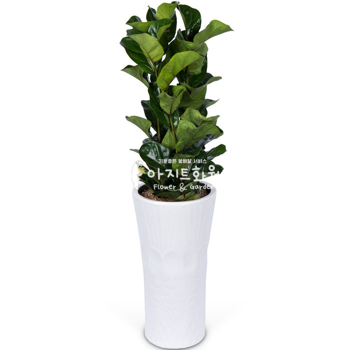 상세이미지