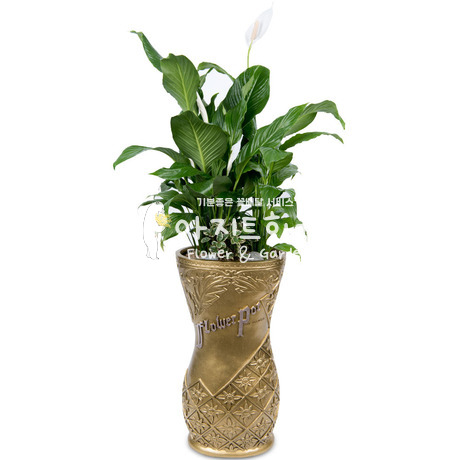 스파트필륨 마불