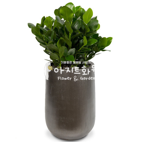 러블리 크루시아