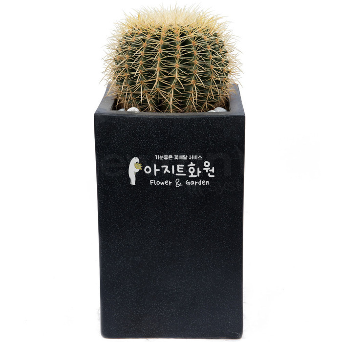 상세이미지