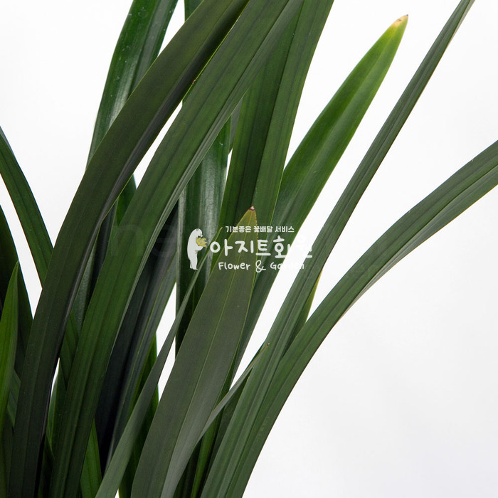 상세이미지