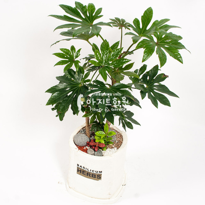 상세이미지