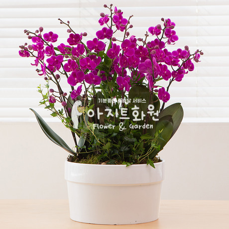 호접란 f3010