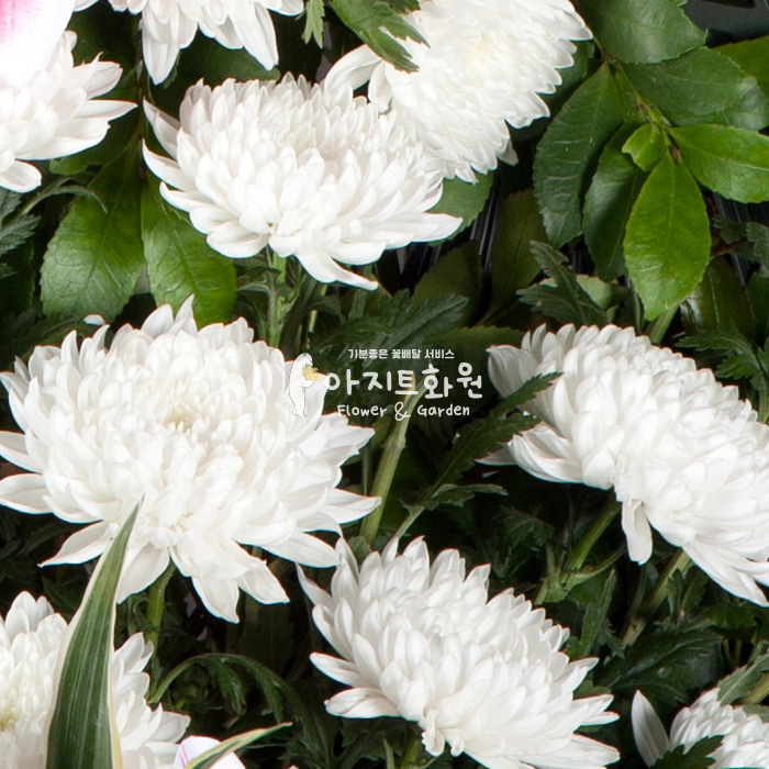 상세이미지