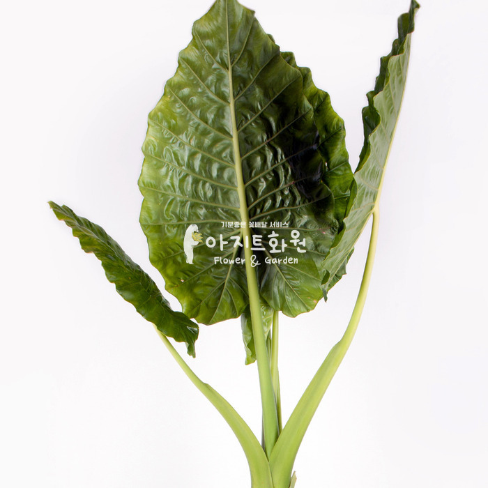 상세이미지
