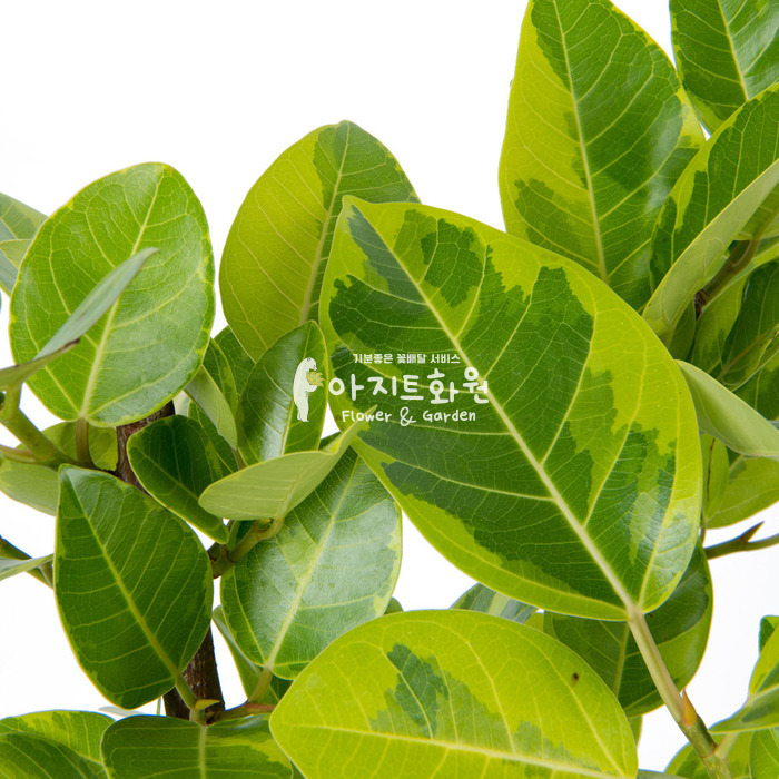 상세이미지