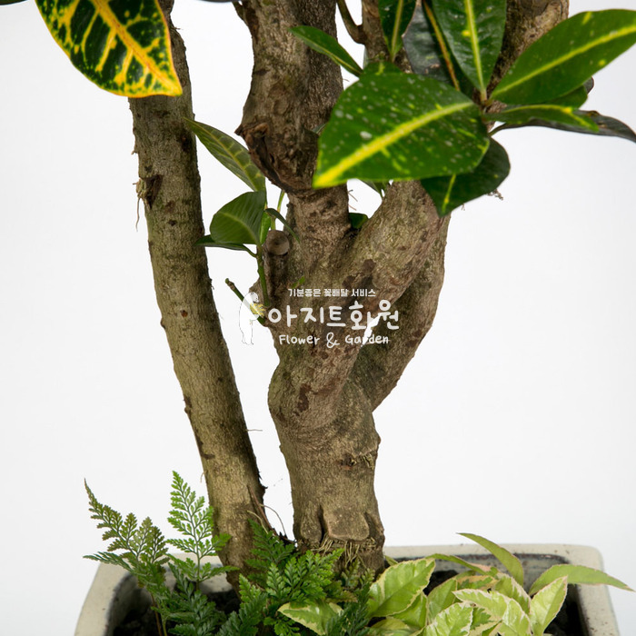 상세이미지