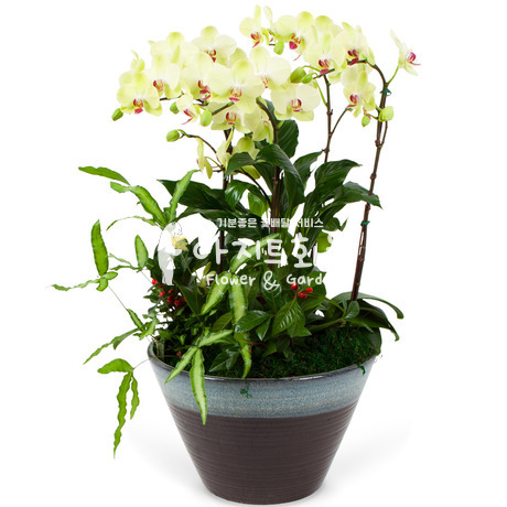 플로센셋