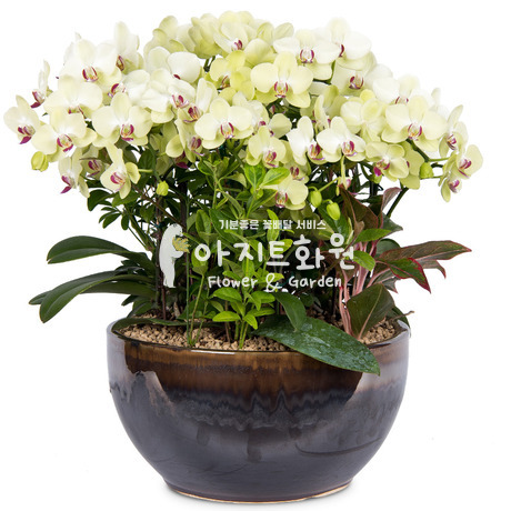 호접란 f3000