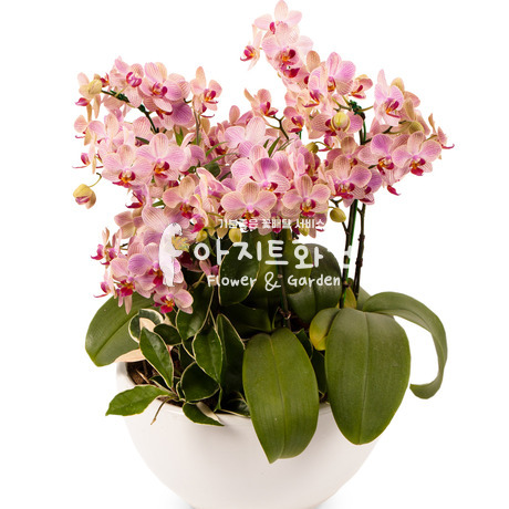 웨딩 서양란