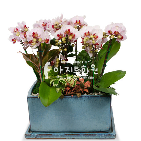 마음을 담은 서양란