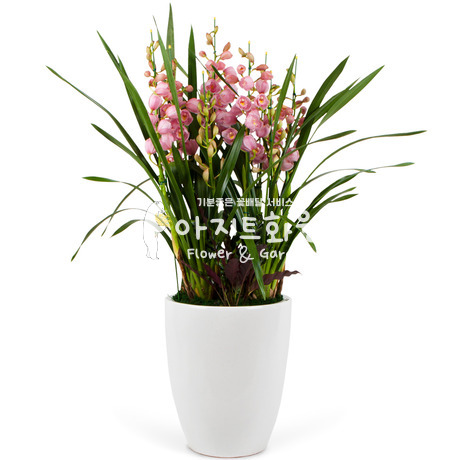심비디움(핑크)