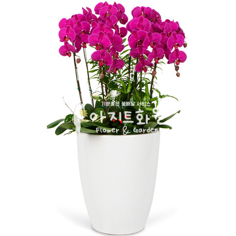 호접란