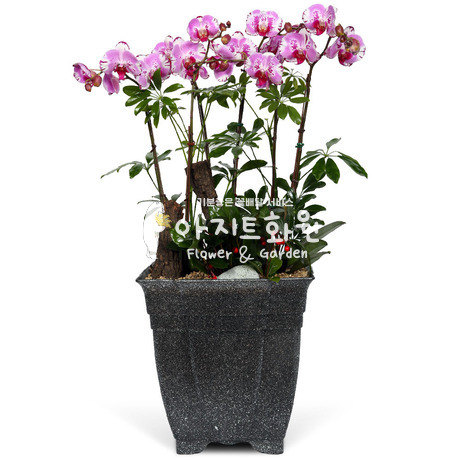 호접란f6033