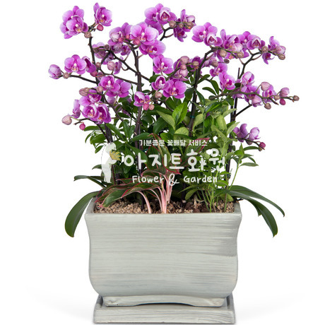 호접란 f3001