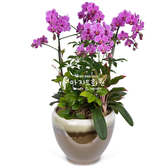 상세이미지