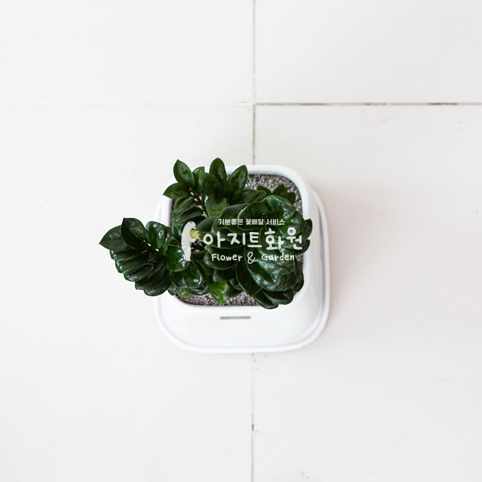 상세이미지