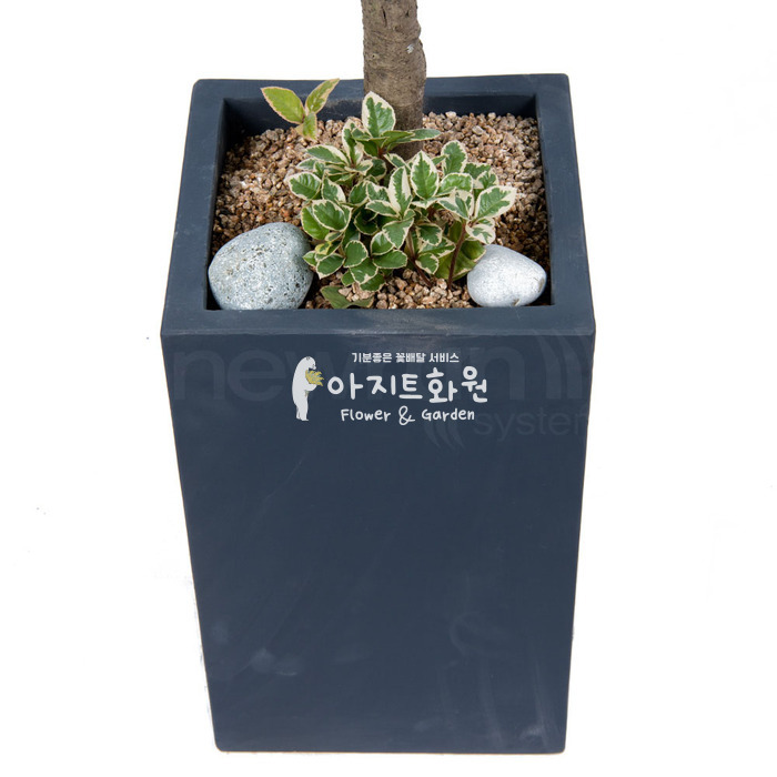상세이미지