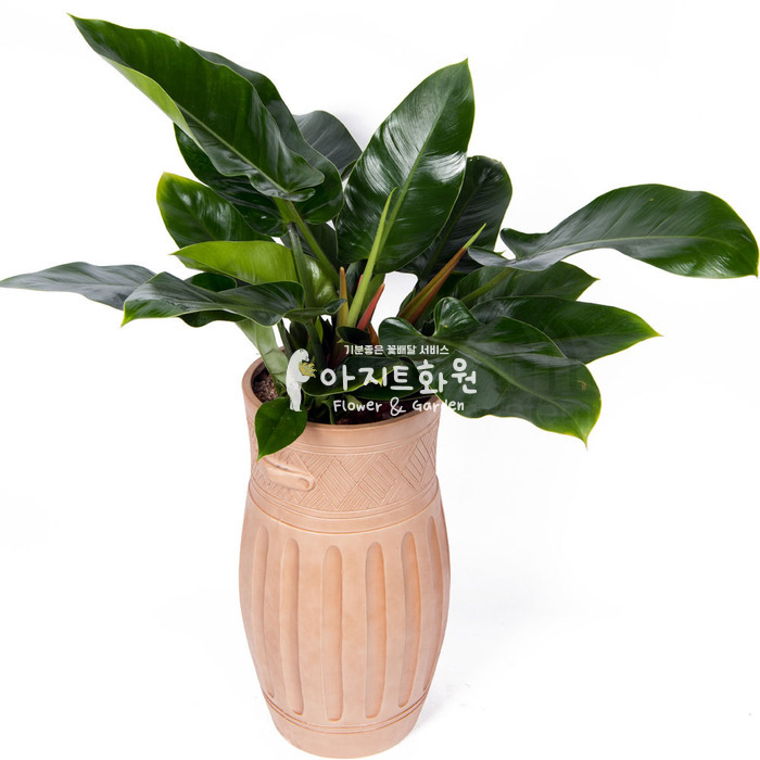 상세이미지