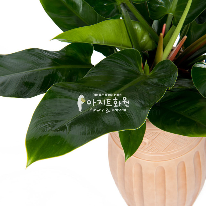 상세이미지