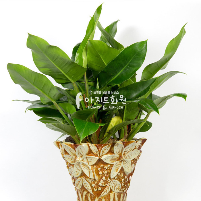 상세이미지