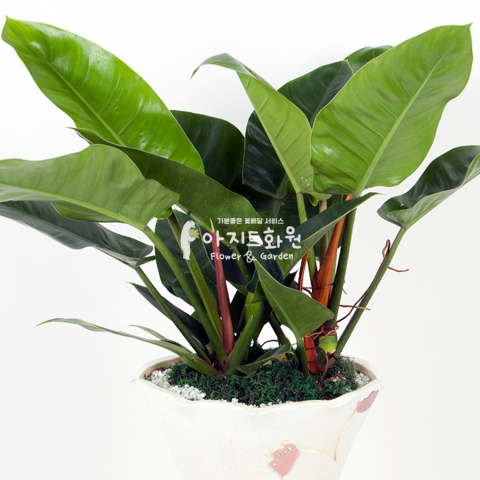 상세이미지